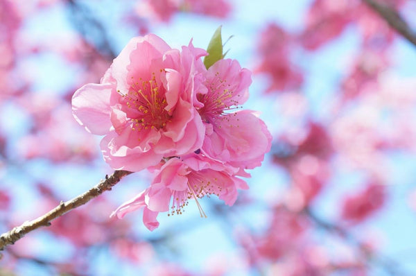 【簡単！春オシャレ】ワイヤーブレスレットで季節感を取りれ春のオシャレを楽しもう！