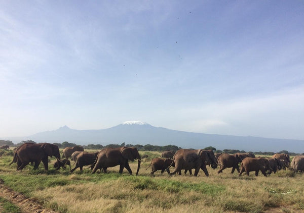 【ケニアコラム】アフリカ最高峰キリマンジャロとゾウの群れ