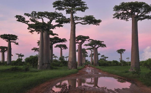 【再入荷】これが魅力！アフリカ・バオバブの木ピアス